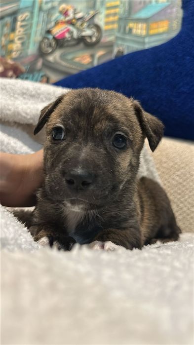 Добрый Руки щенок