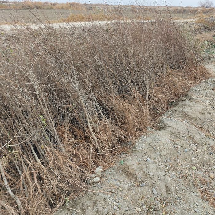 Кайрагоч  (qayragoch) ko'chati sotiladi