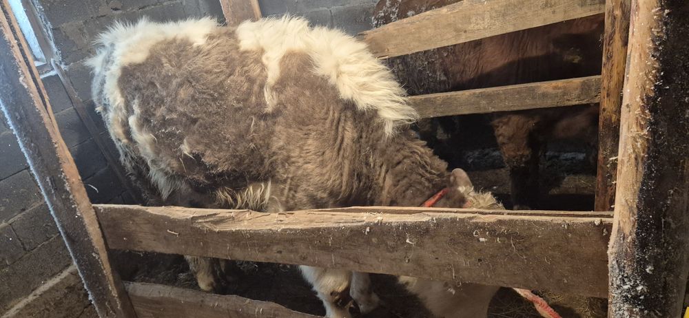 Тайынша сатамын..