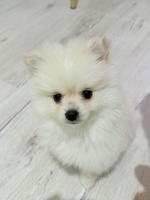 Кученце померан..