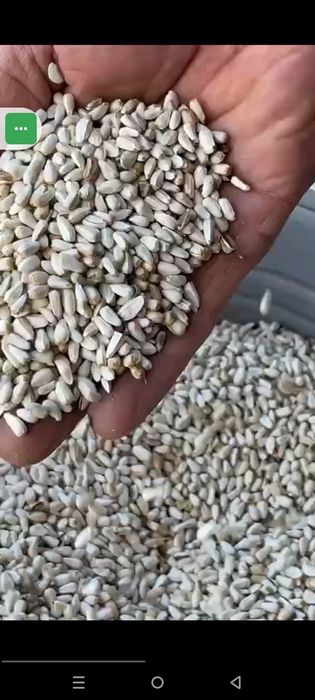 Пшеница.Платный чат.Все корма.