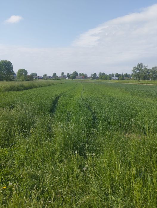 Casa + teren 5500 mp, Fratautii Vechi, Suceava
