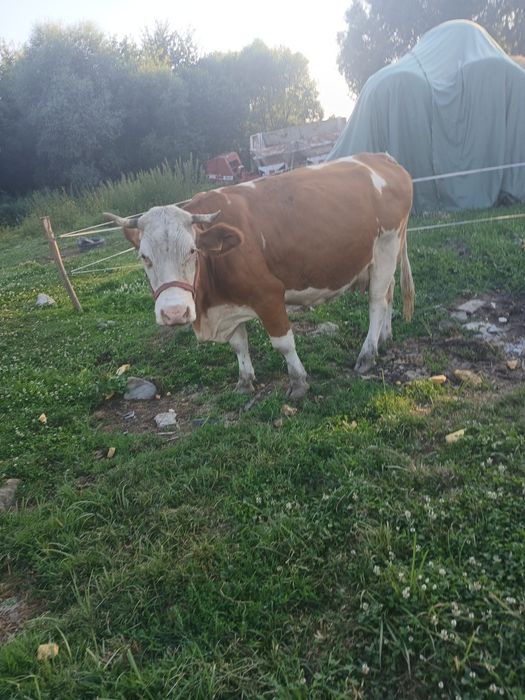Vand vaci juninci si vitele la alegere sau la gramada
