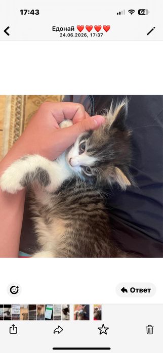 котята кошки кошки