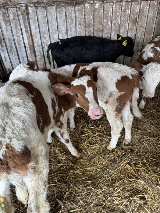 De vanzare taurasi si vitele