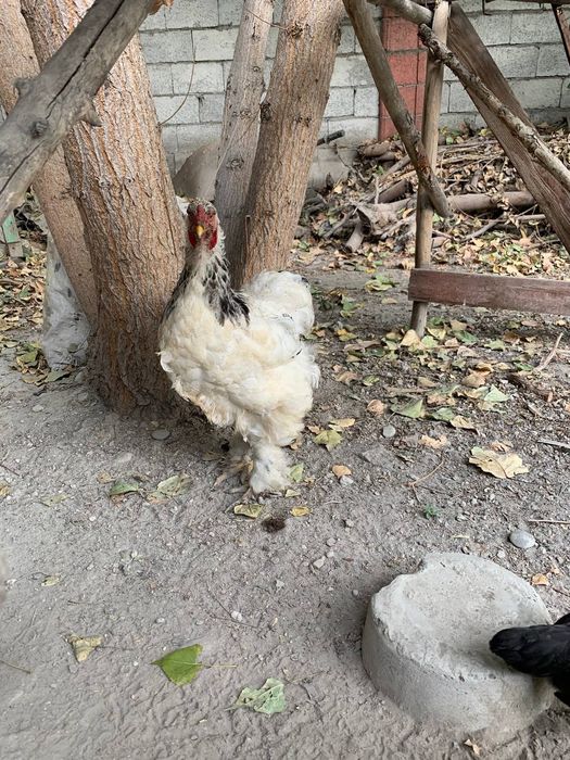 Biramalar zudlik bilan sotiladi 1/2