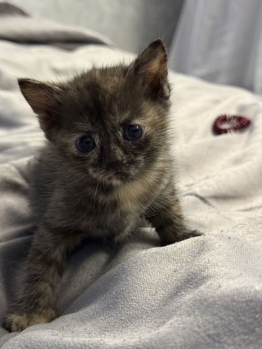 Котята умные красивые