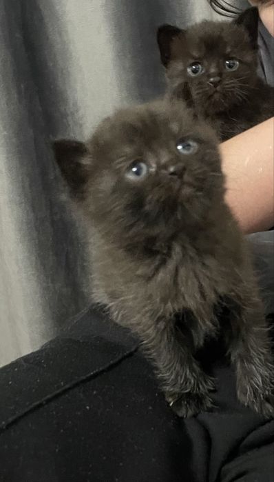 Отдам котят,  все девочки.