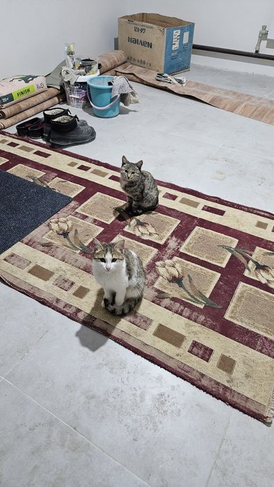 Марғаулар, мысық, котята домашние