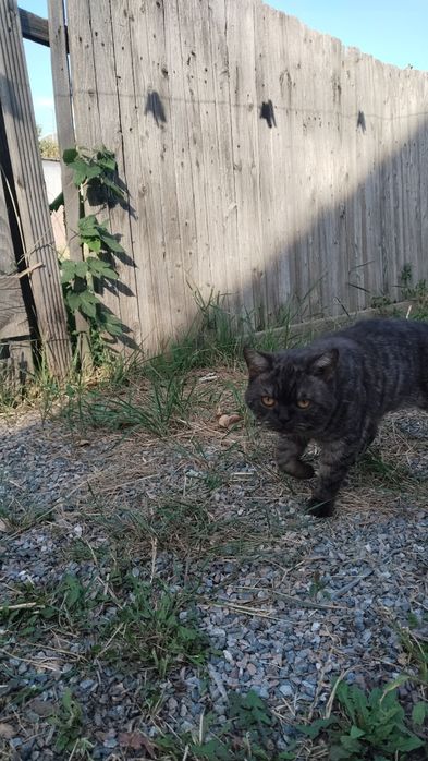 Отдам кота в хорошие руки.