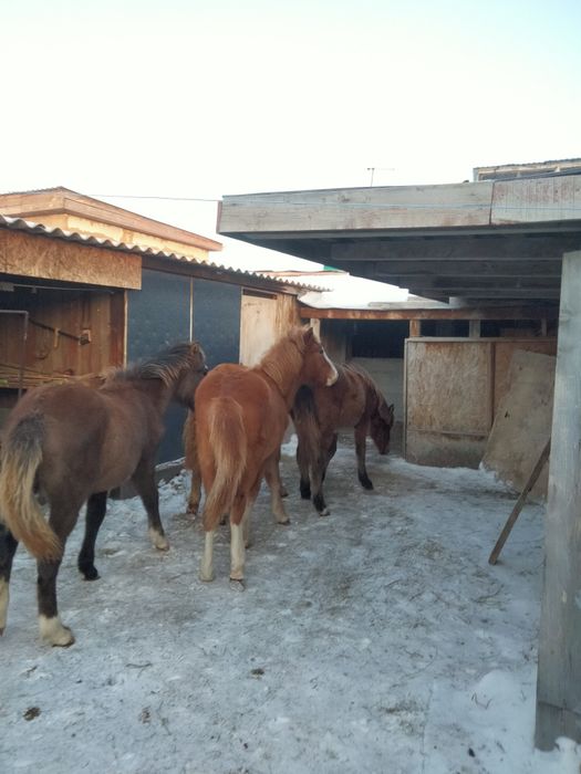 Продам жабагы еркек.