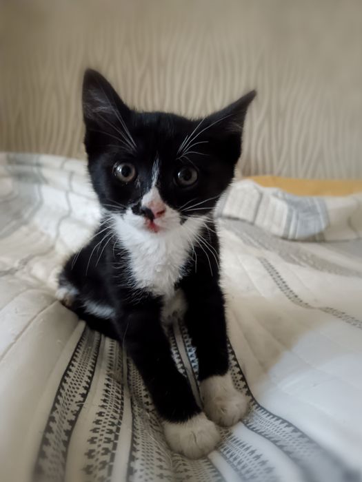 Малко коте търси дом