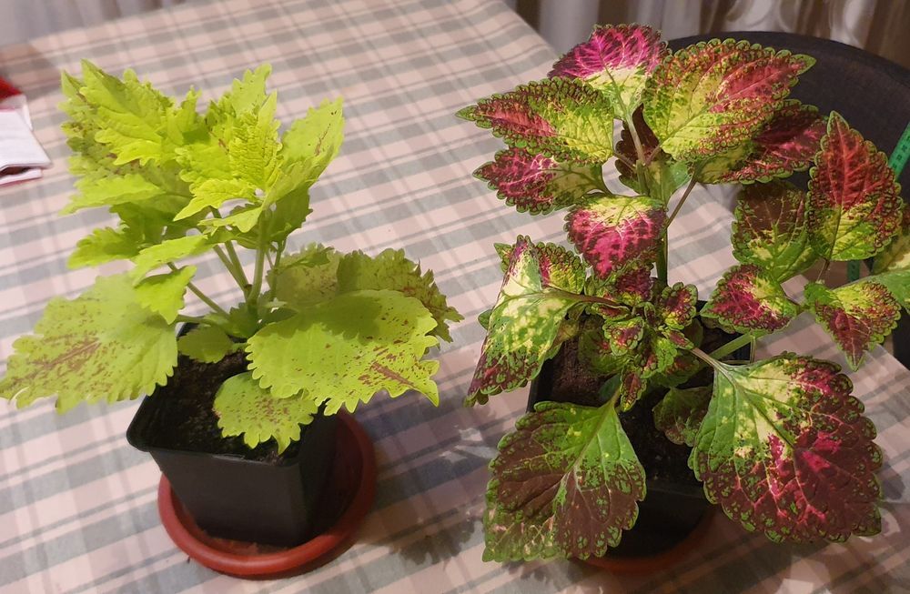 Колеусы сортовые