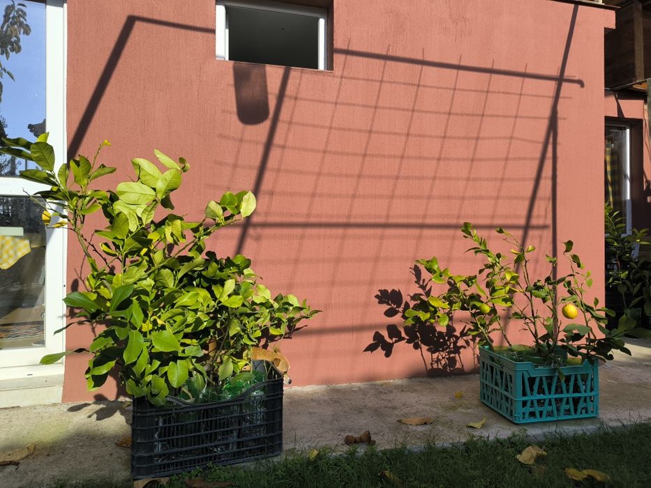 Лимон и грепфрут, мандарина лимонови дървета студоустойчиви даващи пло