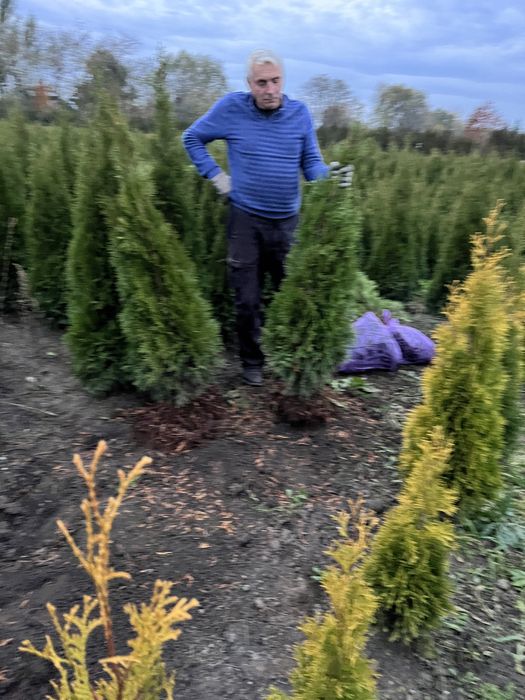 Vand tuia en gros din pepiniera proprie