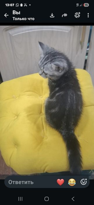 Котёнок Скоттиш страйт 3 мес
