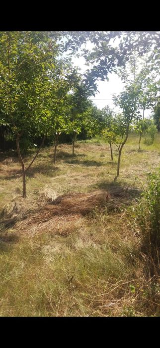 Vând teren Naipu( Ghimpați)