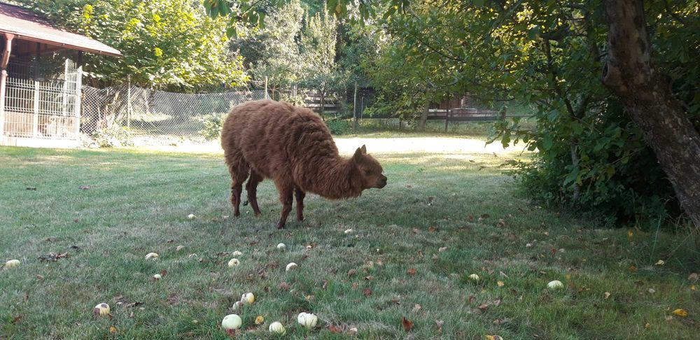 VAND o femela de ALPACA bine intretinuta