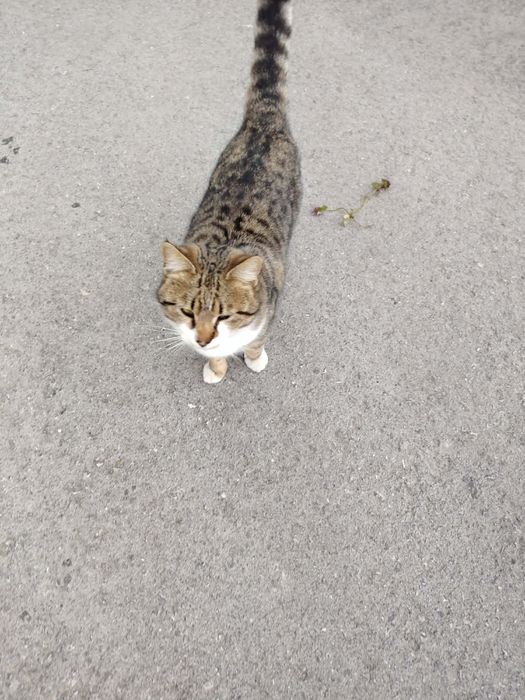 Подарява се коте Слънчо