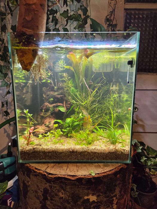 Acvariu cub 25L