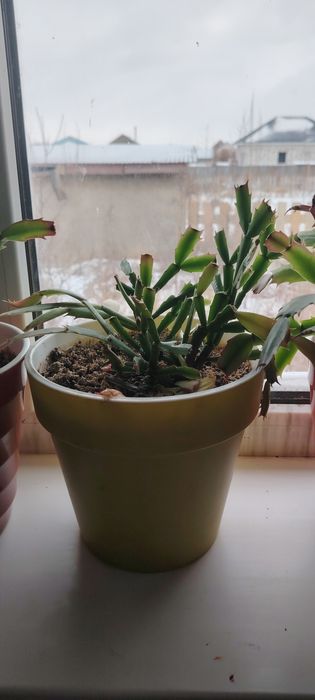 Гүл бар декабрь ски