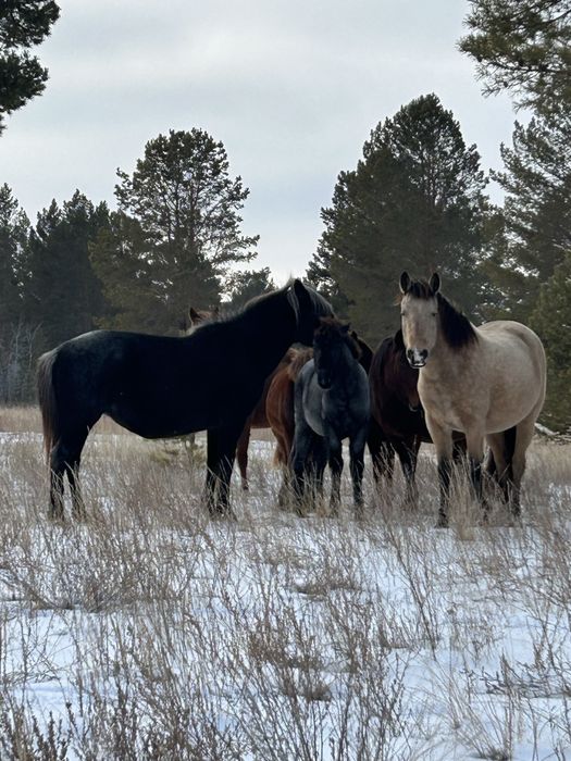 Косяк лошадей