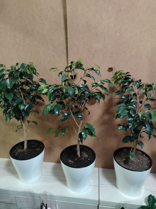 Фикус Бенжамин 70см