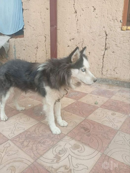 1 yosharli xaski
