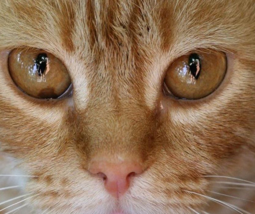 в добрые руки. Все вопросы по содержанию буду рада обсудить