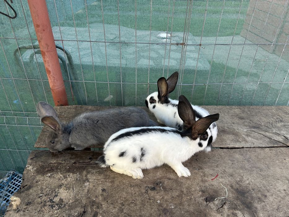 Fluture german alb negru