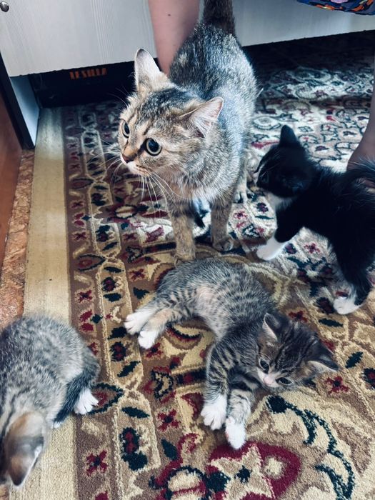 Кошка с котятой Кошки