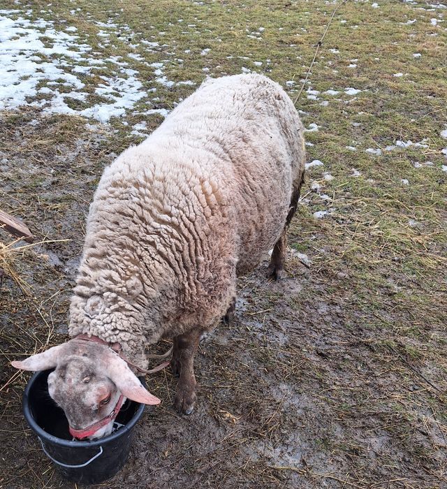 Vand berbec metis suffolk cu texel.