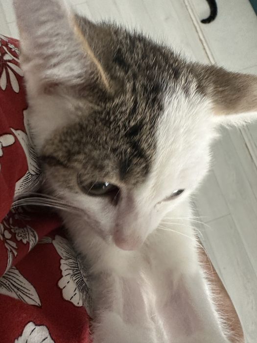 Котенок мальчик 3 месяца