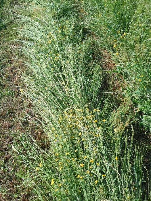 Baloți(trifoi,ghizdei și timotei)