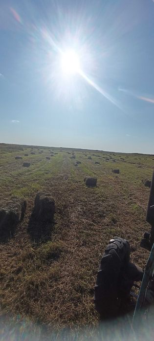 Продам сено зелёное