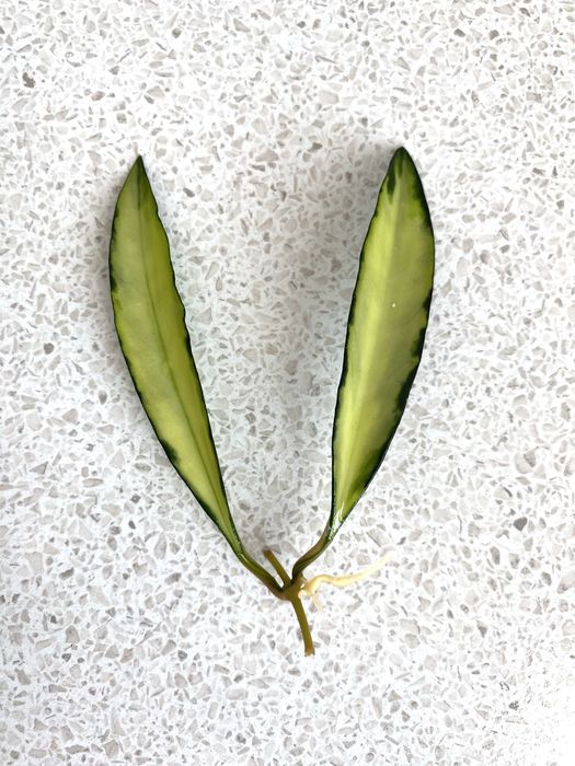 Продам укорененные черенки растений