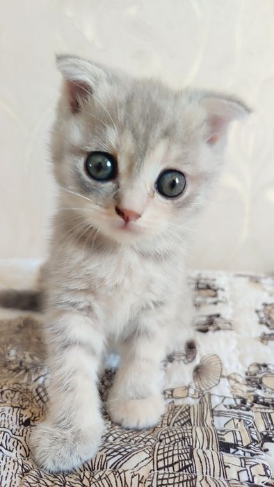 Скотиш фолд шиншилла сотилади.