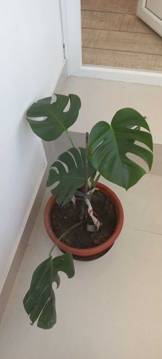 Vand dieffenbachia si monstera deliciosa