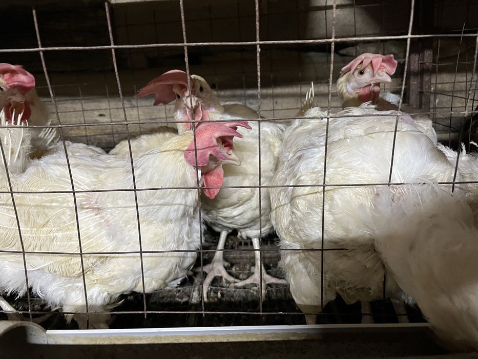 Продам Куры несушки