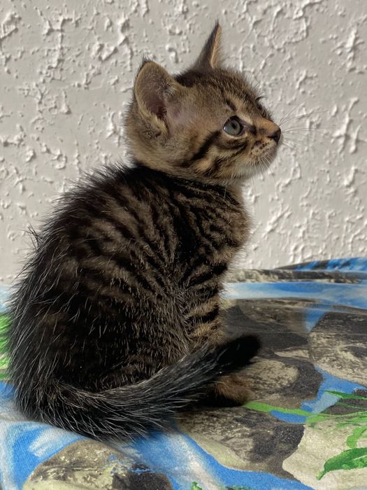 Котенок Ему 3месяца