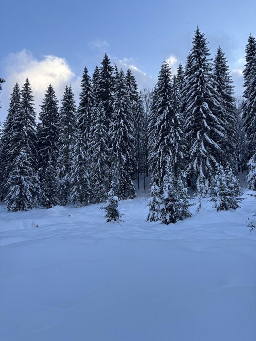 Teren cu padure langa viitoarea partie de schi