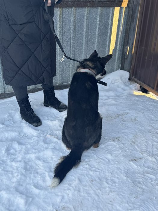 Щенок 9 месяцев ишет дом