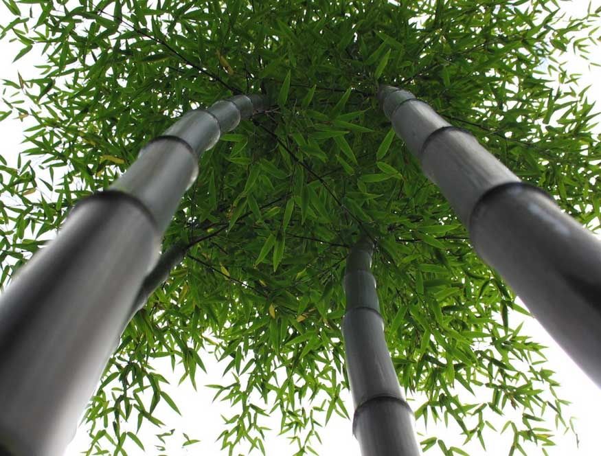 Продается Черный бамбук