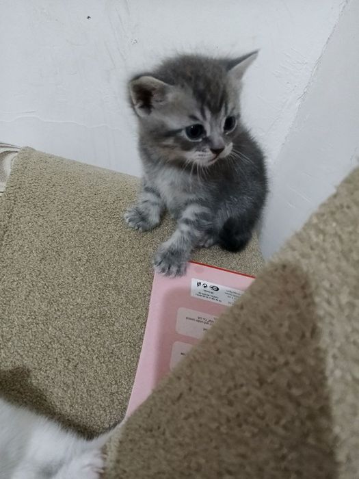 Срочно продам котята породы Scottish fold и Scottish street ..