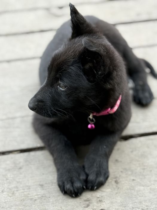 Catelusa ciobanesc german cauta familie iubitoare