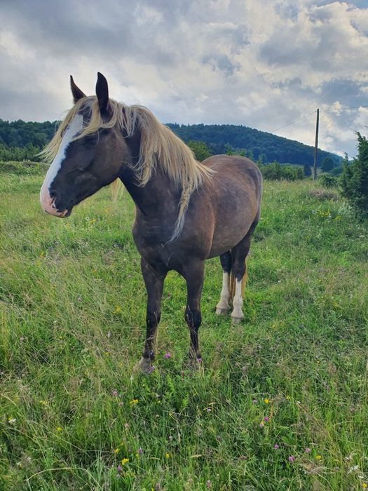 Iapă ciocolatie de vânzare