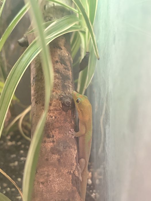 Vand pereche Phelsuma Laticauda