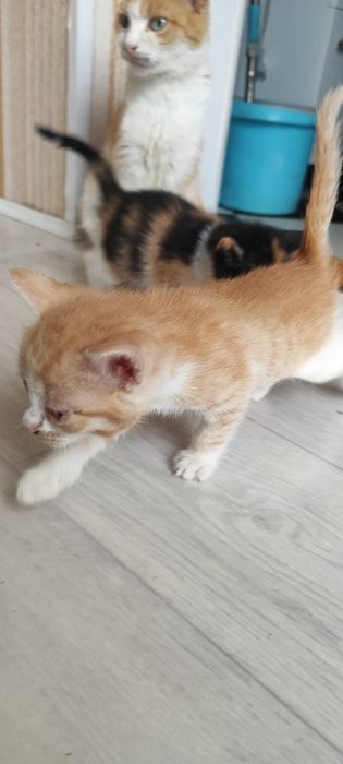 Отдам котят в добрые руки