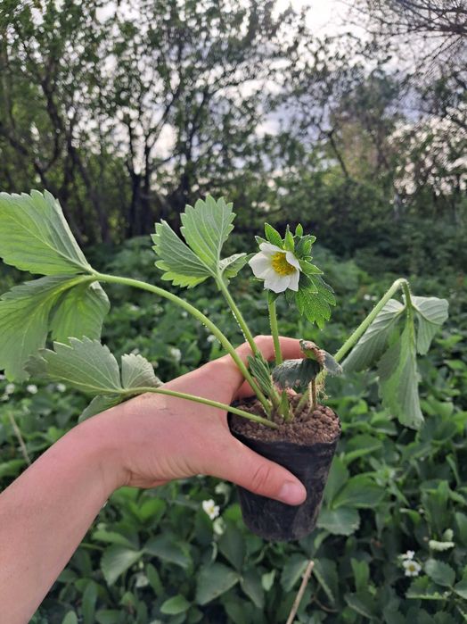 Рассада клубники сорт Азия