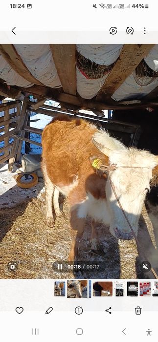 Құнажын қашар сатылады